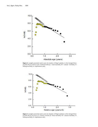 Int. J. Agric. Policy Res.       004




                             Figure 2. Length-converted catch curve for (males of Mugil cephalus in the Senegal River.
                             Z=2.06; M (at 22.0°C)=1.24; F=0.82;E=0.40) (Z = total mortality, M = natural mortality, F=
                             fishing mortality, E= exploitation rate).




                             Figure 3. Length-converted catch curve for females of Mugil cephalus in the Senegal River.
                             Z=2.09; M (at 22.5°C)=1.17; F=0.92; E=0.44) (Z =total mortality, M = natural mortality, F=
                             fishing mortality, E= exploitation rate).
 