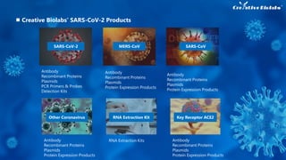 Antibody
Recombinant Proteins
Plasmids
PCR Primers & Probes
Detection Kits
SARS-CoV-2
Antibody
Recombinant Proteins
Plasmids
Protein Expression Products
MERS-CoV
Antibody
Recombinant Proteins
Plasmids
Protein Expression Products
SARS-CoV
Antibody
Recombinant Proteins
Plasmids
Protein Expression Products
Other Coronavirus
RNA Extraction Kits
RNA Extraction Kit
Antibody
Recombinant Proteins
Plasmids
Protein Expression Products
Key Receptor ACE2
Creative Biolabs’ SARS-CoV-2 Products
 