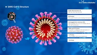 Spike Glycoprotein (S)
Get the virus into the cell
Hemagglutinin-esterase (HE)
May facilitate the virus to initially adsorb
the cell membrane
RNA and N Protein
N protein is related to the formation of
nucleocapsid in RNA genome
E-Protein
The smallest and most mysterious
Envelope
SARS-CoV-2 Structure
M-Protein
Virus germination and envelope formation
 