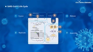 ACE2
1 Fusion
2 Replicate Assembly3
Release4
SARS-CoV-2 Life Cycle
 