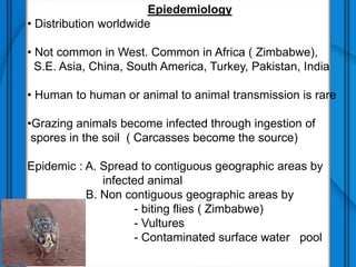 Epiedemiology
• Distribution worldwide
• Not common in West. Common in Africa ( Zimbabwe),
S.E. Asia, China, South America, Turkey, Pakistan, India
• Human to human or animal to animal transmission is rare
•Grazing animals become infected through ingestion of
spores in the soil ( Carcasses become the source)
Epidemic : A. Spread to contiguous geographic areas by
infected animal
B. Non contiguous geographic areas by
- biting flies ( Zimbabwe)
- Vultures
- Contaminated surface water pool
 
