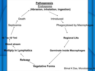 Pathogenesis
Endospores
(Abrasion, inhalation, ingestion)
Death Introduced
Septicemia Phagocytosed by Macrophages
10 7 to 10 8/ml Regional LNs
Blood stream
Multiply in Lymphatics Germinate inside Macrophages
Release
Vegetative Forms
BImal K Das, Microbiology, AI
 