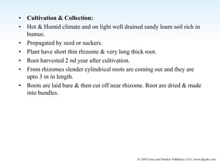 • Cultivation & Collection:
• Hot & Humid climate and on light well drained sandy loam soil rich in
humus.
• Propagated by seed or suckers.
• Plant have short thin rhizome & very long thick root.
• Root harvested 2 nd year after cultivation.
• From rhizomes slender cylindrical roots are coming out and they are
upto 3 m in length.
• Roots are laid bare & then cut off near rhizome. Root are dried & made
into bundles.
 