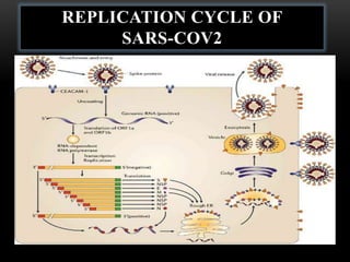 REPLICATION CYCLE OF
SARS-COV2
 