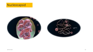 Nucleocapsid
28-05-2020 19
 