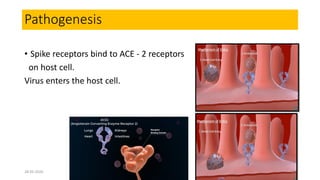 Pathogenesis
• Spike receptors bind to ACE - 2 receptors
on host cell.
Virus enters the host cell.
28-05-2020 24
 