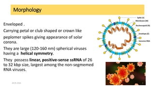 Morphology
Enveloped .
Carrying petal or club shaped or crown like
peplomer spikes giving appearance of solar
corona.
They are large (120-160 nm) spherical viruses
having a helical symmetry.
They possess linear, positive-sense ssRNA of 26
to 32 kbp size, largest among the non-segmemed
RNA viruses.
28-05-2020 4
 