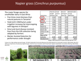 Opportunities from the genetic diversity of the ILRI genebank forage germplasm collection