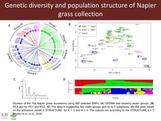 Opportunities from the genetic diversity of the ILRI genebank forage germplasm collection