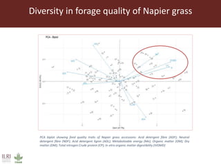 Opportunities from the genetic diversity of the ILRI genebank forage germplasm collection