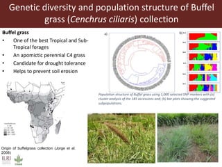 Opportunities from the genetic diversity of the ILRI genebank forage germplasm collection