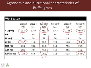 Opportunities from the genetic diversity of the ILRI genebank forage germplasm collection
