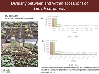 Opportunities from the genetic diversity of the ILRI genebank forage germplasm collection