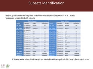 Opportunities from the genetic diversity of the ILRI genebank forage germplasm collection