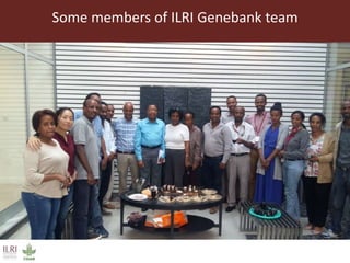 Opportunities from the genetic diversity of the ILRI genebank forage germplasm collection