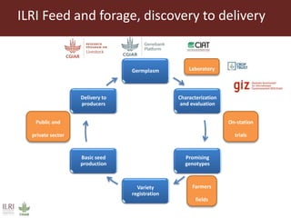 Opportunities from the genetic diversity of the ILRI genebank forage germplasm collection