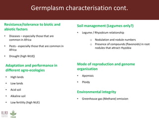 Opportunities from the genetic diversity of the ILRI genebank forage germplasm collection