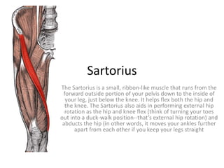 Sartorius
The Sartorius is a small, ribbon-like muscle that runs from the
forward outside portion of your pelvis down to the inside of
your leg, just below the knee. It helps flex both the hip and
the knee. The Sartorius also aids in performing external hip
rotation as the hip and knee flex (think of turning your toes
out into a duck-walk position--that’s external hip rotation) and
abducts the hip (in other words, it moves your ankles further
apart from each other if you keep your legs straight
 