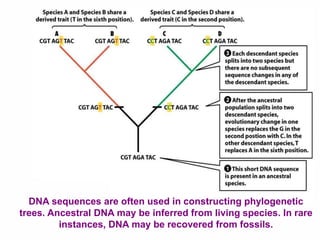 DNA sequences are often used in constructing phylogenetic
trees. Ancestral DNA may be inferred from living species. In rare
instances, DNA may be recovered from fossils.
 