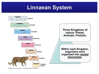 Linnaean System
Three Kingdoms of
nature: Plants,
Animals, Protista.
Within each Kingdom,
organisms were
organized into nested
hierarchies.
 
