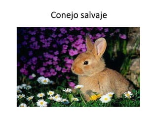 Conejo salvaje
 