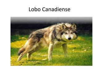 Lobo Canadiense
 