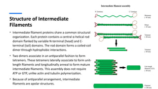 Intermediate Filaments: Structure, Function, Types, and Related ...