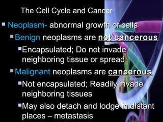 The Cell Cycle and Cancer
 Neoplasm-Neoplasm- abnormal growth of cellsabnormal growth of cells
 BenignBenign neoplasms areneoplasms are not cancerousnot cancerous
Encapsulated; Do not invadeEncapsulated; Do not invade
neighboring tissue or spreadneighboring tissue or spread
 MalignantMalignant neoplasms areneoplasms are cancerouscancerous
Not encapsulated; Readily invadeNot encapsulated; Readily invade
neighboring tissuesneighboring tissues
May also detach and lodge in distantMay also detach and lodge in distant
places – metastasisplaces – metastasis
 