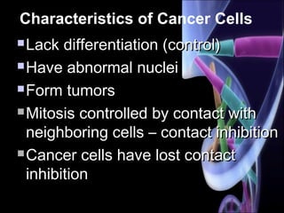 Characteristics of Cancer Cells
 Lack differentiation (control)Lack differentiation (control)
 Have abnormal nucleiHave abnormal nuclei
 Form tumorsForm tumors
 Mitosis controlled by contact withMitosis controlled by contact with
neighboring cells – contact inhibitionneighboring cells – contact inhibition
 Cancer cells have lost contactCancer cells have lost contact
inhibitioninhibition
 