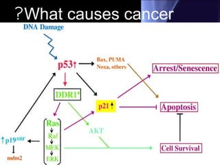What causes cancer?
• Cancer arises from the mutation
of a normal gene.
• Lack of apoptosis (self destruction)
• P53 and P 21 genes
• these genes could actually be
mutated be chemotherapy
• Microtubules ( there are some drugs
that targets them make the cell grow
 
