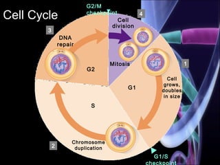 Cell Cycle 4
Cell
division
Mitosis
3
DNA
repair
G2
1
Cell
grows,
doubles
in size
G1
S
2
Chromosome
duplication
G2/M
checkpoint
G1/S
checkpoint
 