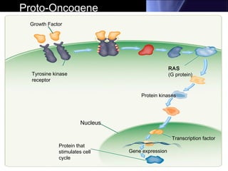 Proto-Oncogene
Growth Factor
Tyrosine kinase
receptor
RAS
(G protein)
Protein kinases
Nucleus
Protein that
stimulates cell
cycle
Transcription factor
Gene expression
 