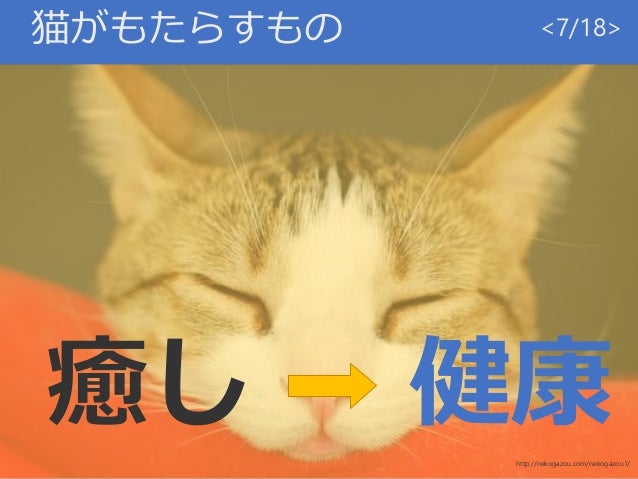 猫のすすめ 猫のすすめ