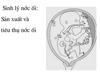 Sinh lý níc èi:
S¶n xuÊt vµ
tiªu thô níc èi
 
