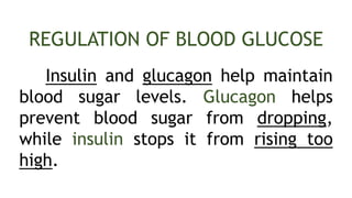 REGULATION OF BLOOD GLUCOSE
Insulin and glucagon help maintain
blood sugar levels. Glucagon helps
prevent blood sugar from dropping,
while insulin stops it from rising too
high.
 
