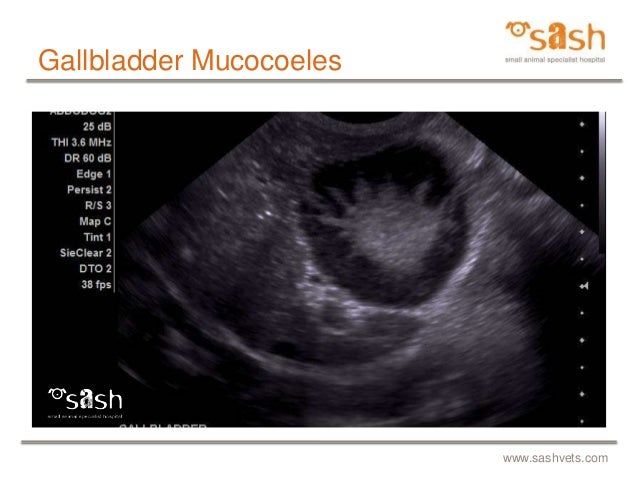 pu pd in dogs sash canine biliary disease gallbladder mucocoeles cholangitis pu pd in dogs sash canine biliary disease gallbladder mucocoeles cholangitis