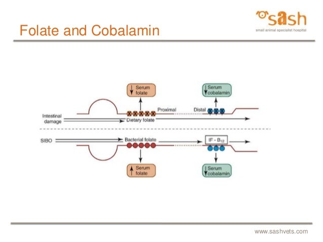 cobalamin and folate in dogs