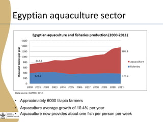 The Egyptian tilapia value chain experience