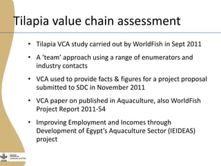 The Egyptian tilapia value chain experience