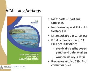 The Egyptian tilapia value chain experience