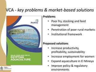 The Egyptian tilapia value chain experience