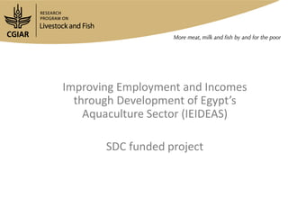 The Egyptian tilapia value chain experience