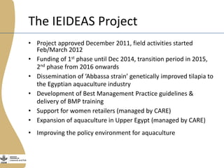 The Egyptian tilapia value chain experience