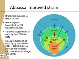 The Egyptian tilapia value chain experience