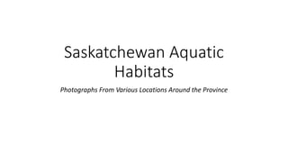 Saskatchewan Aquatic
Habitats
Photographs From Various Locations Around the Province
 