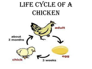 Life Cycle Of A
    Chicken
 