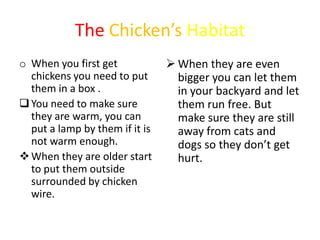 The Chicken’s Habitat
o When you first get             When they are even
  chickens you need to put        bigger you ca...