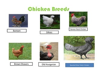 Chicken Breeds


                                Bareen Rock Chicken
Bantam
                    Silkies




Brown Shavers ...