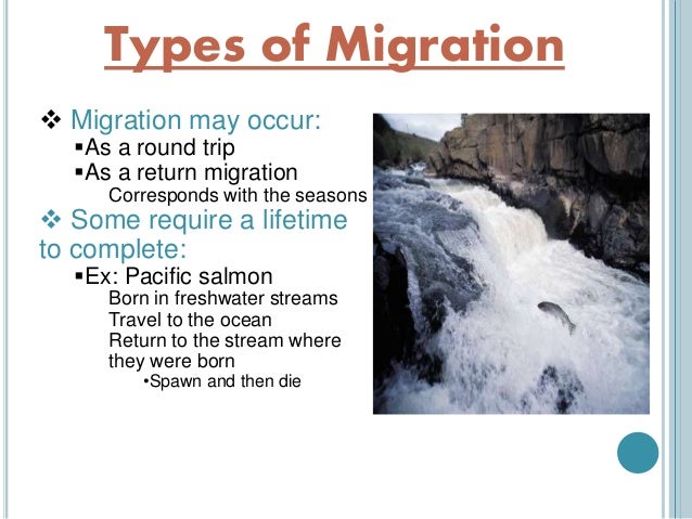 migration of animals