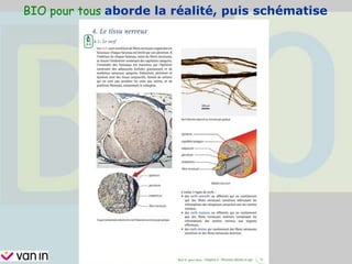 BIO pour tous aborde la réalité, puis schématise
 